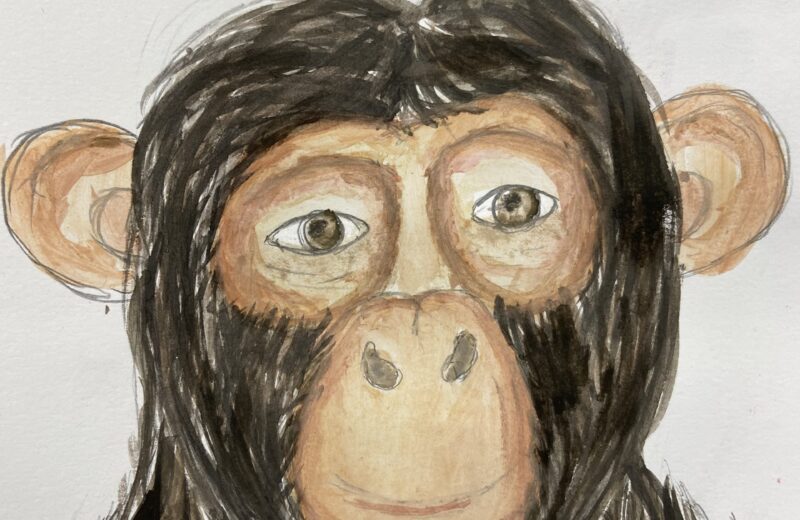 6H Art – Monkeys and Chimpanzees