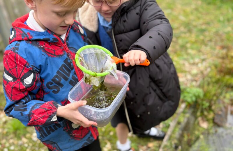Pond Dipping in Y2S