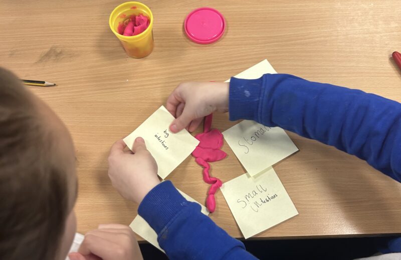 3T – The digestive system