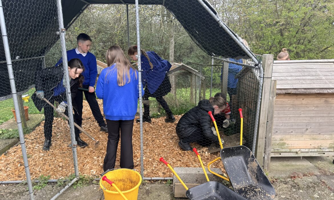 Preparations for the Chickens 🐓