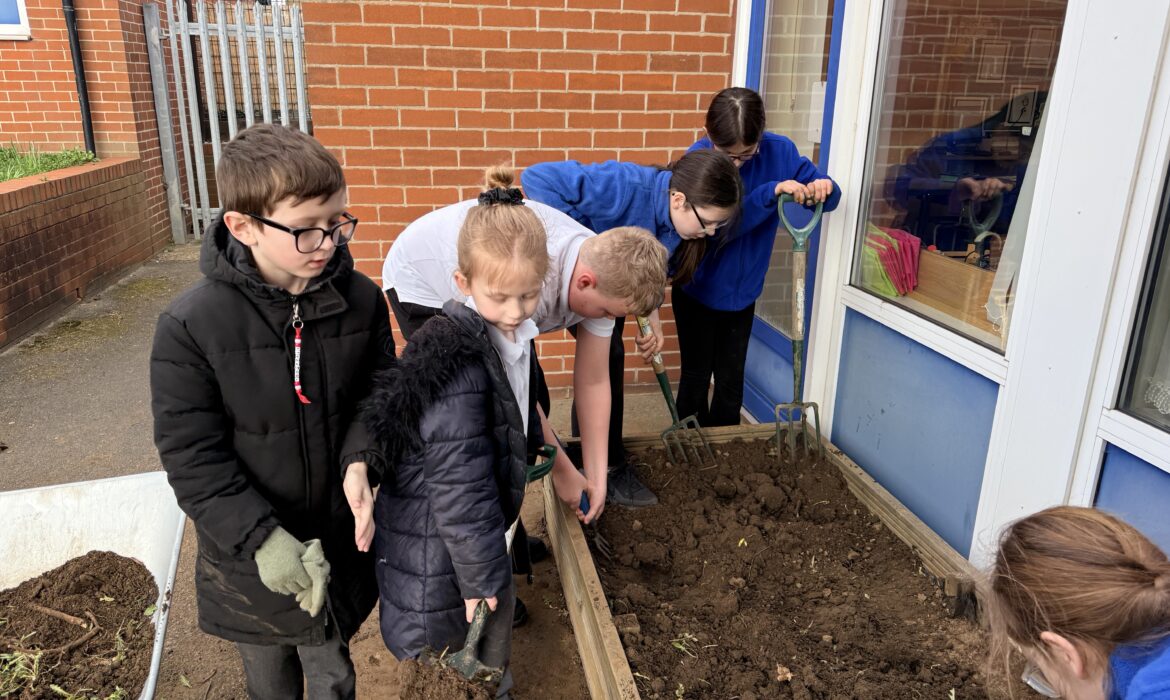 Raised bed competition!