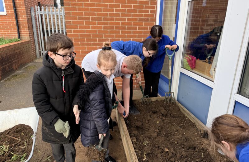 Raised bed competition!
